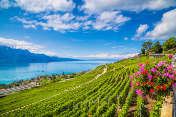 Tur anggur tepi danau di Swiss