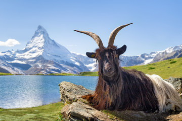 Lawatan Gunung di Switzerland